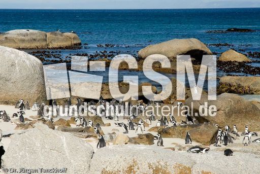 Brillenpinguin (144 von 148).jpg